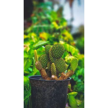 Organic Cactus Plants